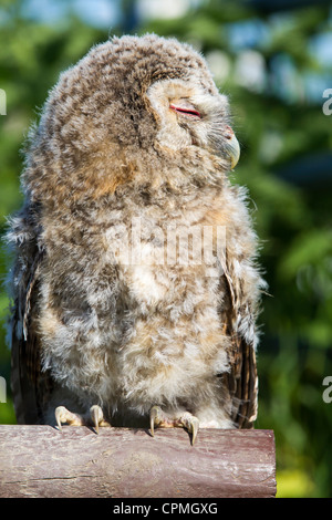 Tawny Owl. Strix aluco (Strigidae) Stock Photo