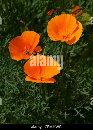 Eschscholzia californica, California poppy, UK Stock Photo