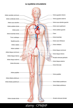 BLOOD CIRCULATION, ILLUSTRATION Stock Photo