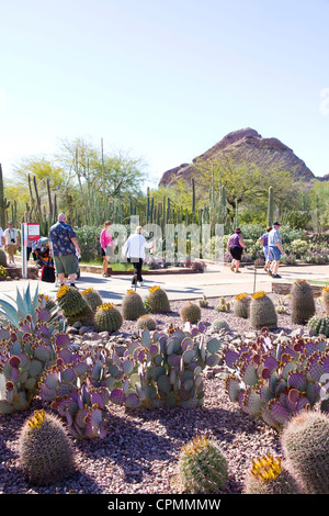 cacti and other water-retentive plants from arid regions around the world on display at Desert Botanical Garden in Phoenix, AZ Stock Photo