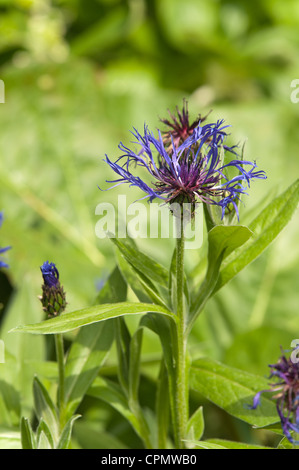 Healthy pretty corn flower bracket flower garden Stock Photo