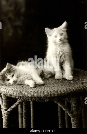 Two Persian Cats on Tall Round Wicker Stand Stock Photo