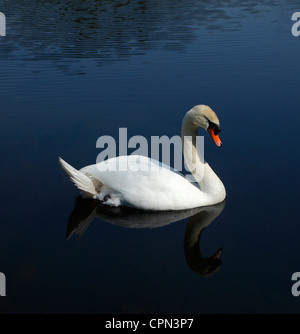 Male Cob Swan. Stock Photo