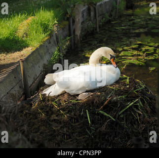Swan sitting on her eggs. Stock Photo