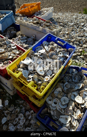 Pliles of oyster shells outside 'The Whitstable Oyster Company' restaurant in Whitstable, Kent, UK. Stock Photo