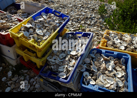 Oysters shells piled up outside 'The Whitstable Oyster Company', Whitstable, Kent, UK. Stock Photo