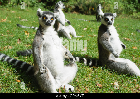 Ring-tailed lemurs (Lemur catta) Stock Photo