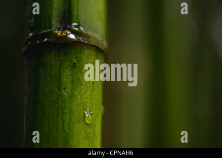 Water droplet on bamboo, close-up Stock Photo