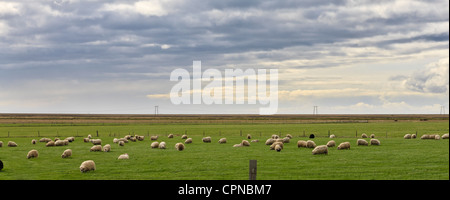 Iceland, panoramic view of sheep grazing in field Stock Photo