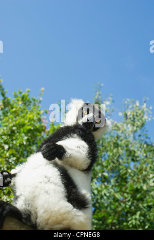 Black and white ruffed lemur (Varecia variegata) Stock Photo