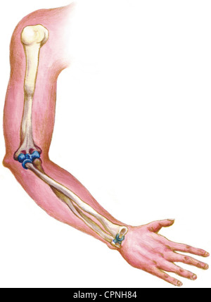 ARM, ANATOMY Stock Photo: 48417703 - Alamy