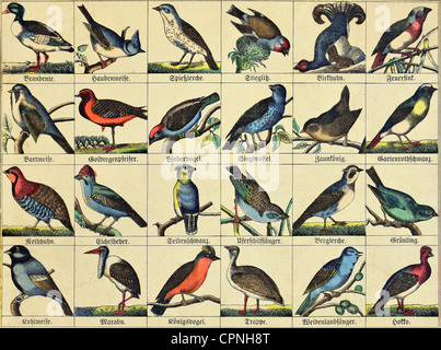 zoology / animals, birds, local and exotic bird species, illustrated chart, Germany, circa 1865, Additional-Rights-Clearences-Not Available Stock Photo