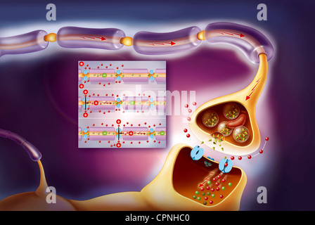 NERVE IMPULSE, DRAWING Stock Photo