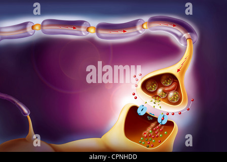 NERVE IMPULSE, DRAWING Stock Photo