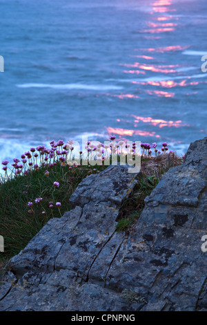 Setting Sun Reflects off Sea with Rock Face and Sea THrift in Foreground Stock Photo