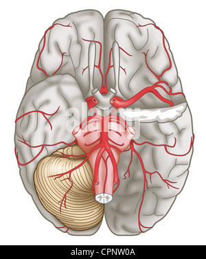 CEREBRAL ARTERY, ILLUSTRATION Stock Photo: 102923007 - Alamy