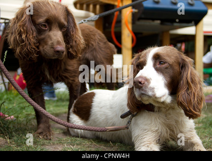 A pair of sprocker spaniels. Stock Photo
