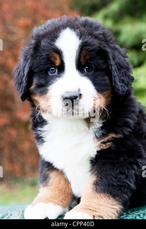 Six weeks old Bernese Mountain Dog puppy. Stock Photo