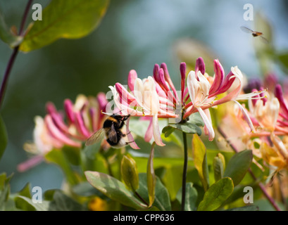 Bee and Honeysuckle and insect. ( Lonicera periclymenum belgica ) Stock Photo