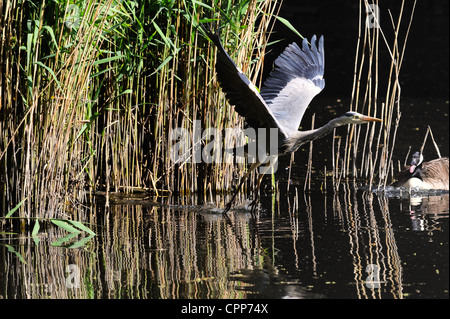 Adult Grey Heron in low level flight Stock Photo