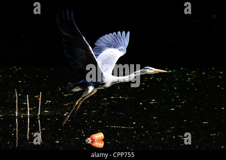 Adult Grey Heron in low level flight Stock Photo