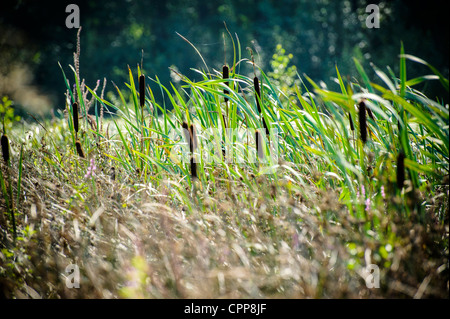 reed blowing in the wind Stock Photo