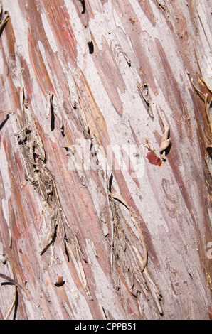 peeling Arizona smooth cypress Cupressus glabra bark background detail Stock Photo