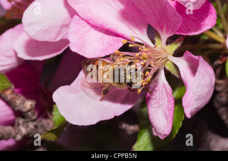 a honey bee pollinates a pink ornamental tree flower blossom Stock Photo