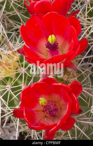 close up image of red hedgehog cactus flowers Stock Photo