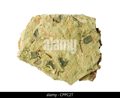 Cambrian shale rock with Ollenelid trilobite fossils in it isolated on white background Stock Photo