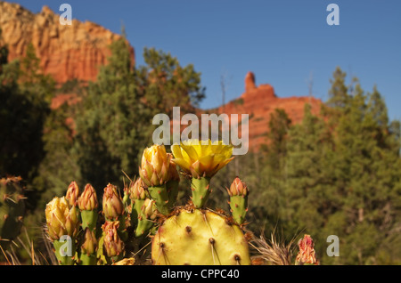 yellow prickly pear cactus flower near sedona with the green trees and red rocks of the background out of focus