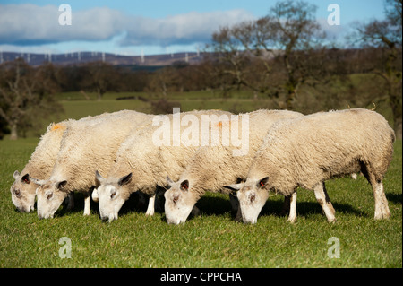 Flock of Blue Faced Leicester ewes grazing spring grass. Stock Photo