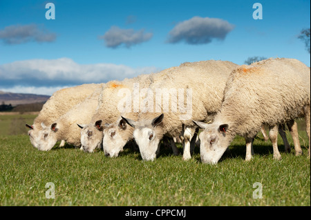 Flock of Blue Faced Leicester ewes grazing spring grass. Stock Photo