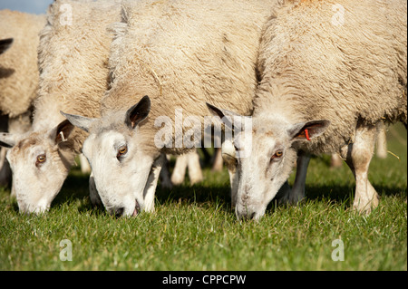 Flock of Blue Faced Leicester ewes grazing spring grass. Stock Photo