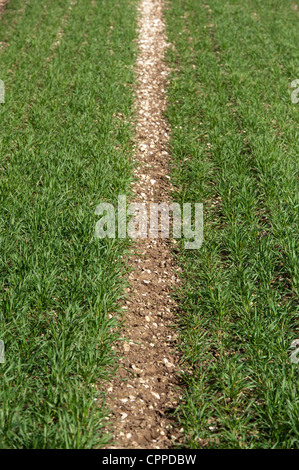 Winter Barley growing on chalky ground, early spring. Stock Photo