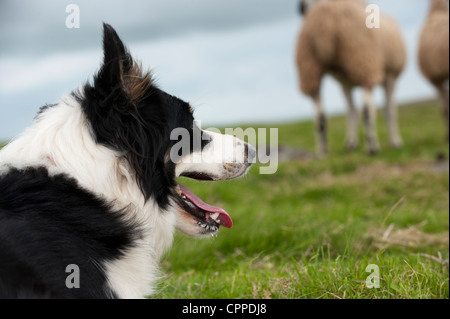 Border Collie Sheepdog working in field.