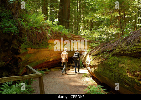 Young couple view the Dyerville Giant. Founders Grove, Avenue of the Giants. Humboldt Redwoods State Park. Stock Photo