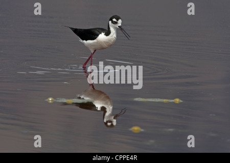 Black-necked Stilt (Himantopus mexicanus) feeding in shallow water at Summer Lake Wildlife Area, Oregon, USA in June Stock Photo
