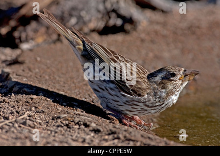 Cassin's Finch (Carpodacus cassinii) female taking a drink at the edge of a small pond at Cabin Lake, Oregon, USA, in June