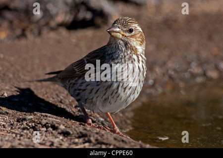 Cassin's Finch (Carpodacus cassinii) female about to take a drink from a small pond at Cabin Lake, Oregon, USA, in June
