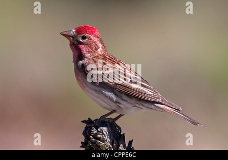 Cassin's Finch (Carpodacus cassinii)  male perched on a stump close to a small pond at Cabin Lake, Oregon, USA, in June Stock Photo