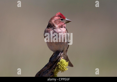 Cassin's Finch (Carpodacus cassinii)  male perched on a stump close to a small pond at Cabin Lake, Oregon, USA, in June