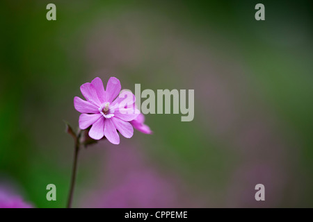 Silene dioica. Red Campion. Wildflower Stock Photo