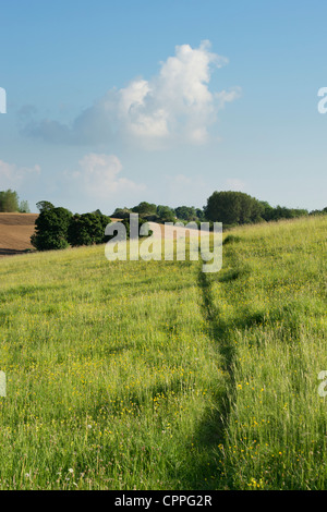 Path through a Defra old hay wildflower meadow. Hook Norton, Oxfordshire, England