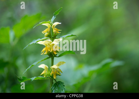 Lamium galeobdolon. Yellow archangel / Yellow deadnettle Stock Photo