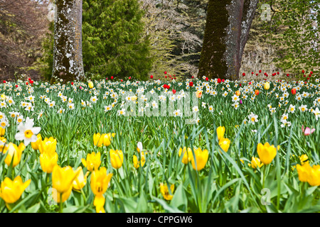 daffodils flowers on the grass lawn. Sunny day Stock Photo - Alamy