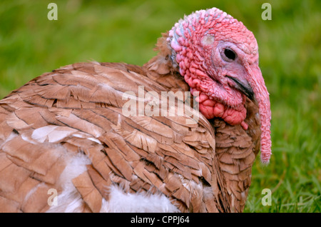 Portrait of female turkey viewed of profile Stock Photo