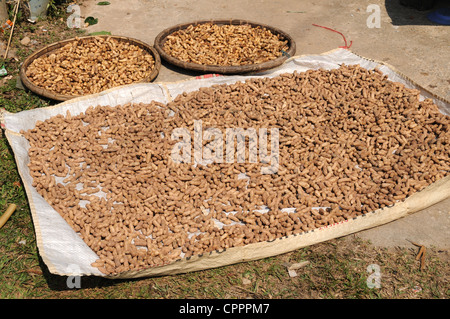 Peanuts drying in the sun to use as seeds Ban Donchai Tai Lue ethnic village Northern Laos Stock Photo