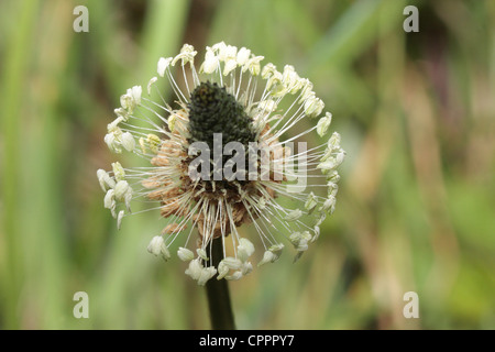 Ribwort Plantain flower spike. Stock Photo