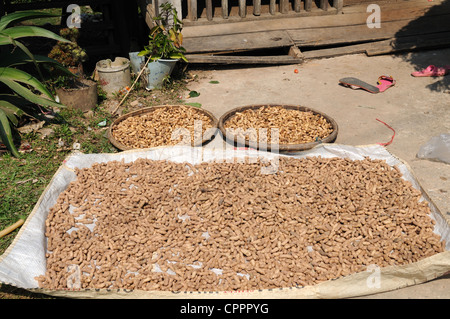 Peanuts drying in the sun to use as seeds Ban Donchai Tai Lue ethnic village Northern Laos Stock Photo